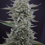 c6d9f8_00c4370488284093ba775134c19701b7_mv2