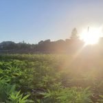 c6d9f8_287c8f1e7d8a4064b5680cc91ec0dc32_mv2