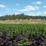 c6d9f8_38ce0b347d134ad6b0caf3c9369e6f99_mv2