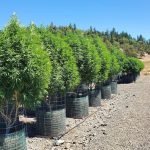 c6d9f8_3dffc1b4d1fc415a872193f223141498_mv2