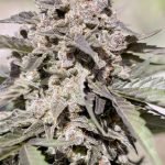 c6d9f8_46e3355e3e2d4ff8ad2aa080a1169915_mv2