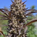 c6d9f8_5880e25d348a42df8b0172afb42245fb_mv2