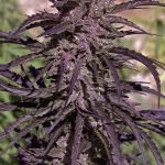 c6d9f8_686931943eb1465ba4daabb310cfec6f_mv2