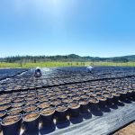 c6d9f8_98331c03c86f498f8a1278459ca4b136_mv2