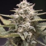 c6d9f8_997eafed51db437b95e04cee8fe43783_mv2