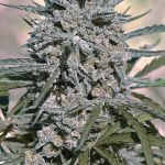 c6d9f8_ab2ebfba70ed4dfea579aeeaa23fabeb_mv2