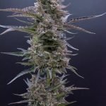 c6d9f8_c25bd0134689436ab5a1dbfd98c10836_mv2