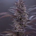 c6d9f8_e661a5530b5445349148dfd14e56d7ac_mv2