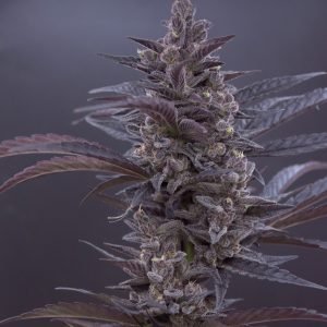 Supreme Runtz (3-Pack)