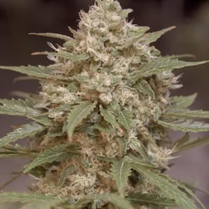 Citrus Bubblegum (3-Pack)