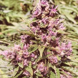 Pound Dawg F4 (3-Pack)