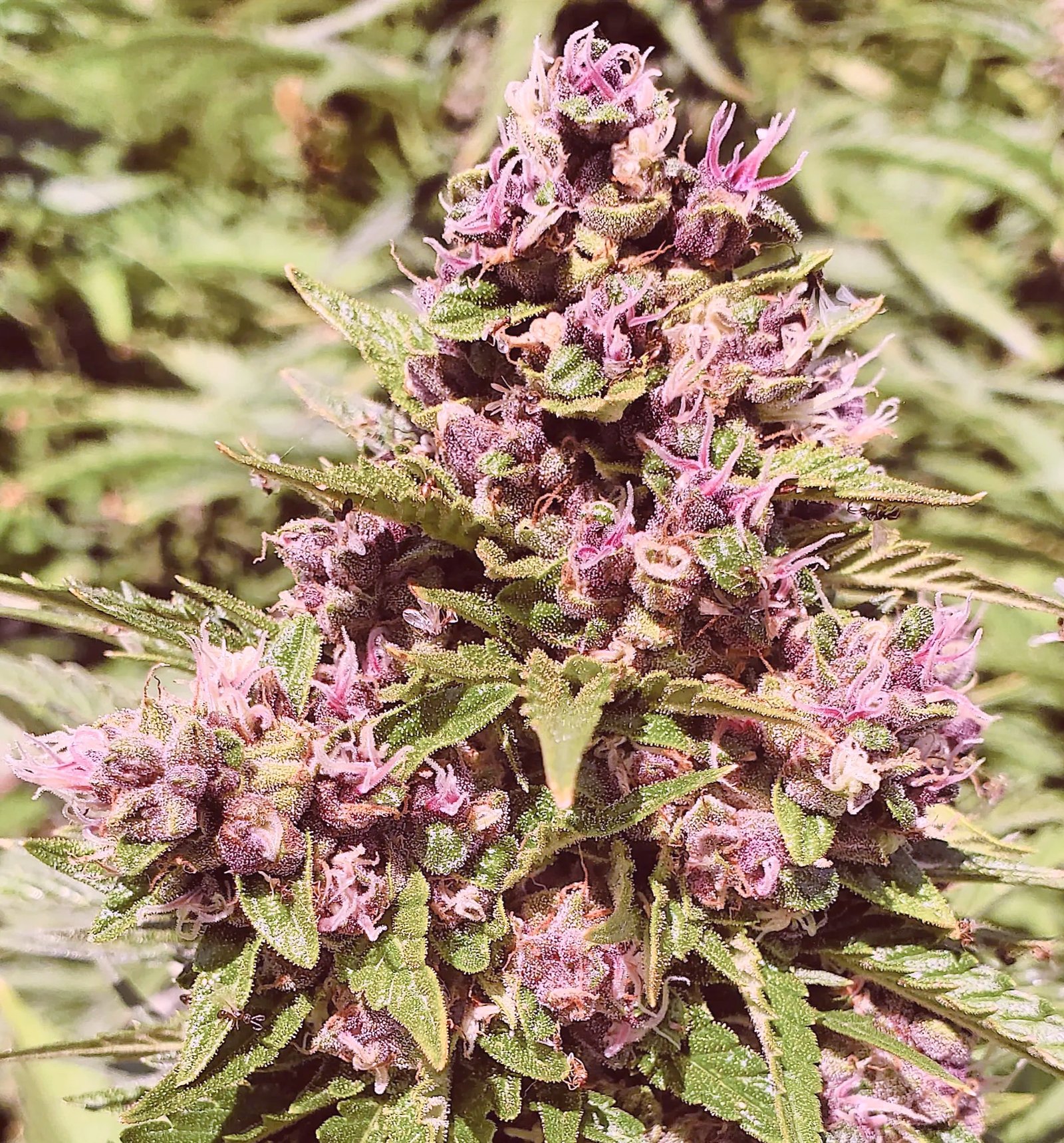 Pound Dawg F4 (3-Pack)