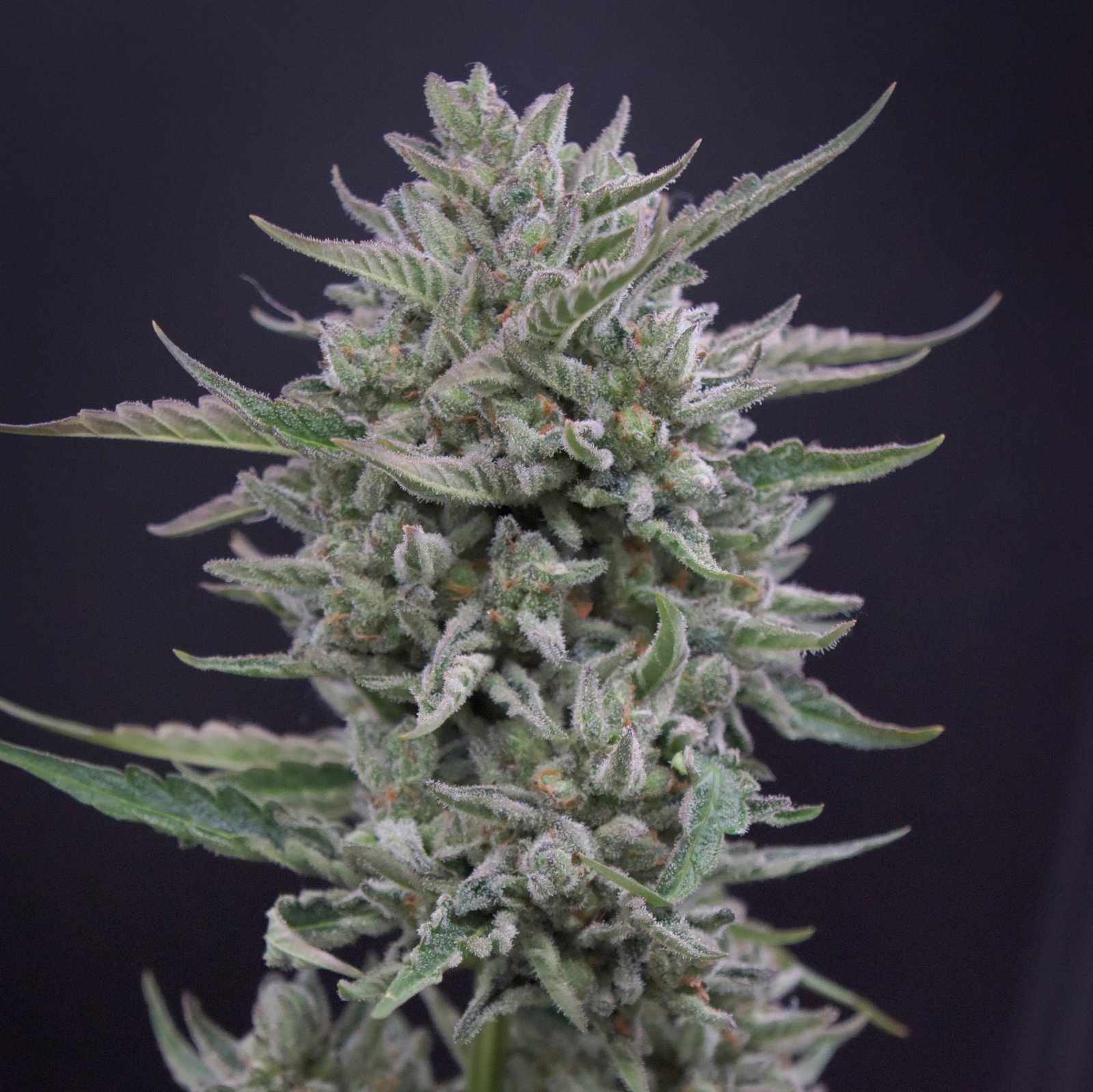 Frosted Cherry'Os F2 (3-Pack)