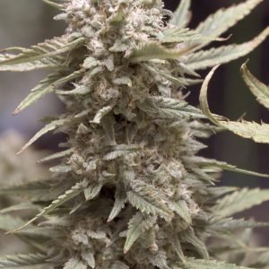 Granite Haze F4 (3-Pack)