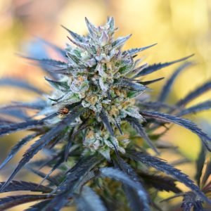 Supreme Runtz F3 (3-Pack)