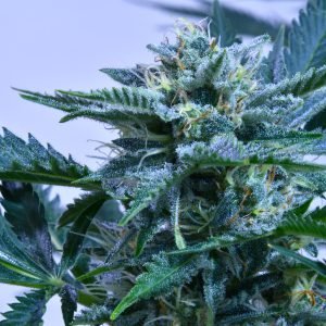 Sapphyre F2 (3-Pack)