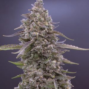 Granite Runtz (3-Pack)