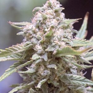 Granite Haze F5 (3-Pack)