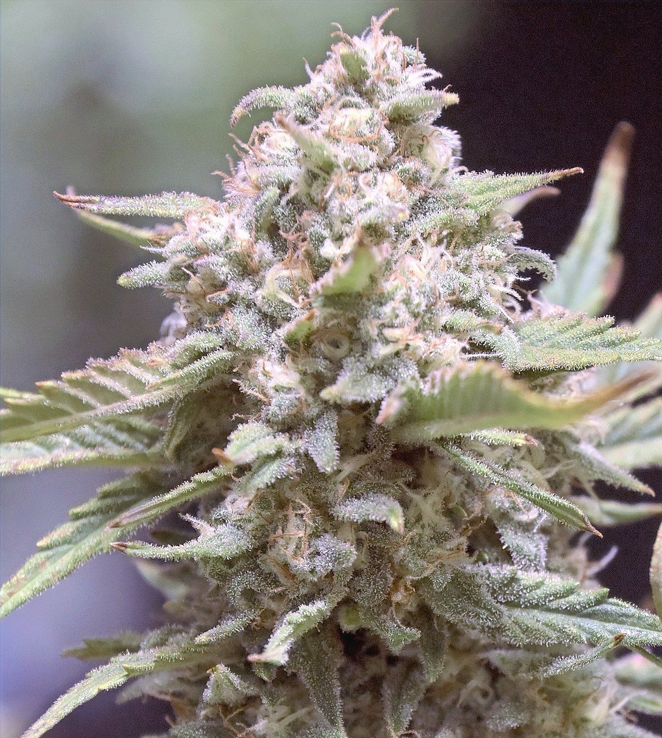 Granite Haze F5 (3-Pack)