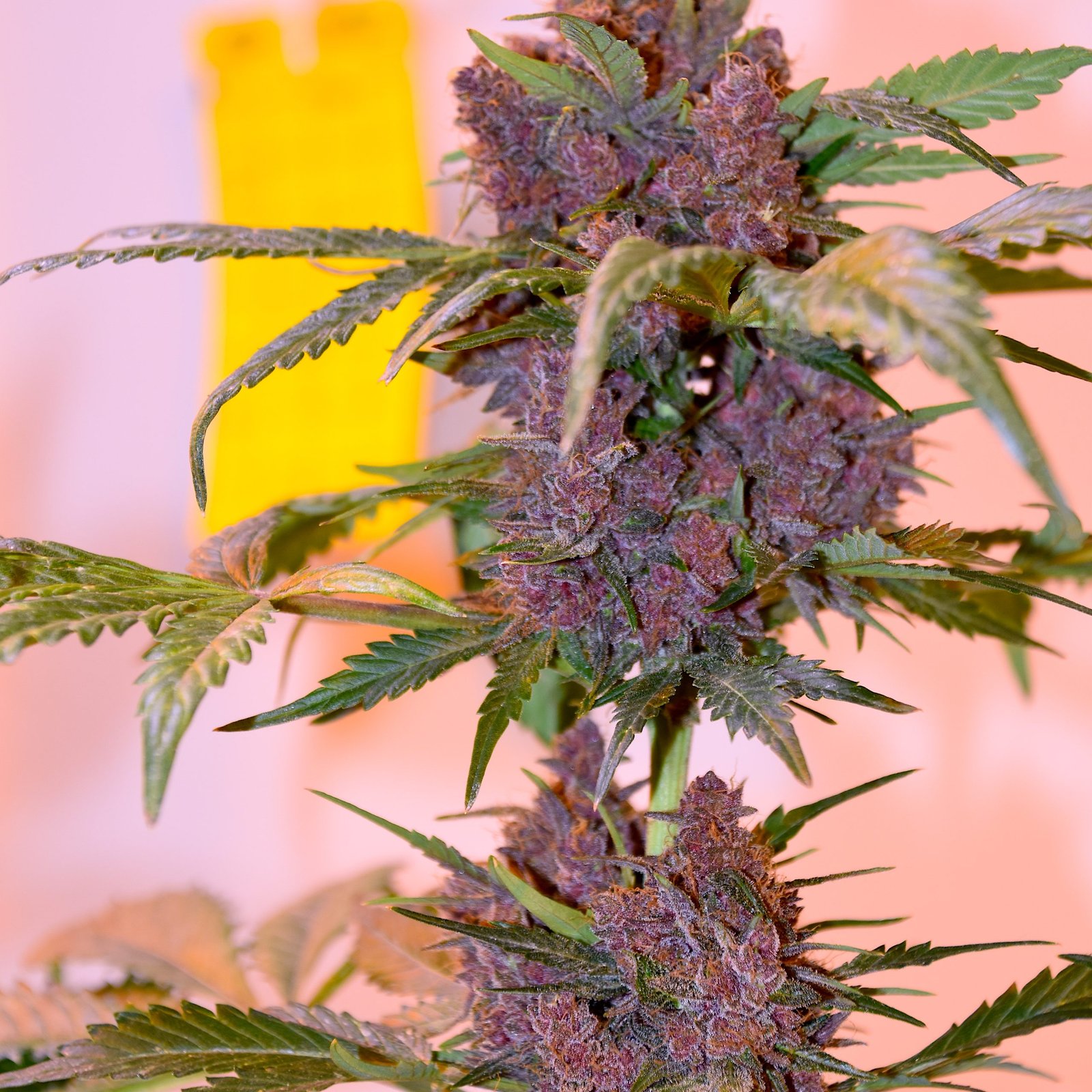 Blappleberry Haze (3-Pack)