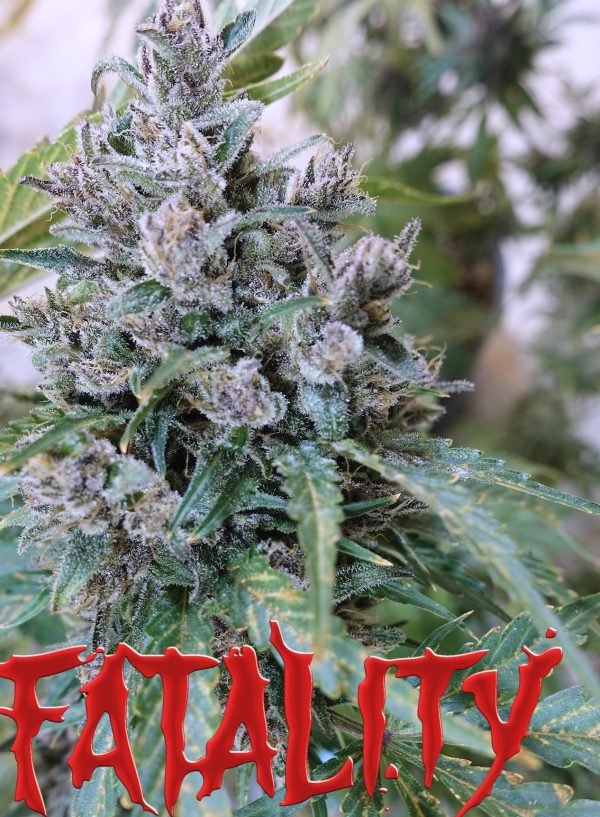 Fatality (3-Pack) - Image 2