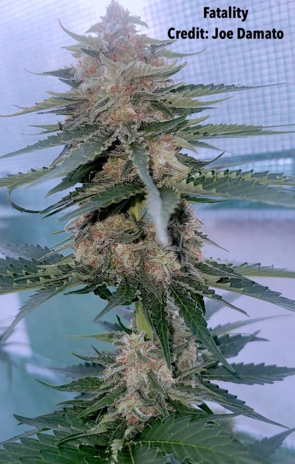 Fatality (3-Pack) - Image 3