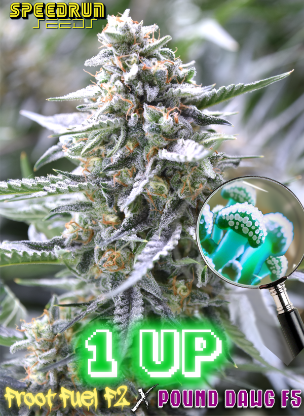 Early Release Multipack - Image 3