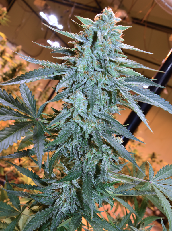 Early Release Multipack - Image 5