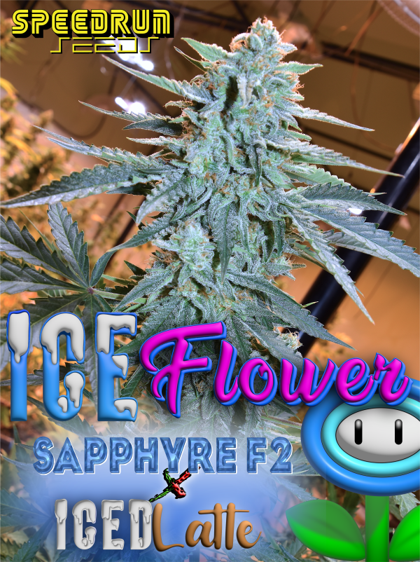 Early Release Multipack - Image 6