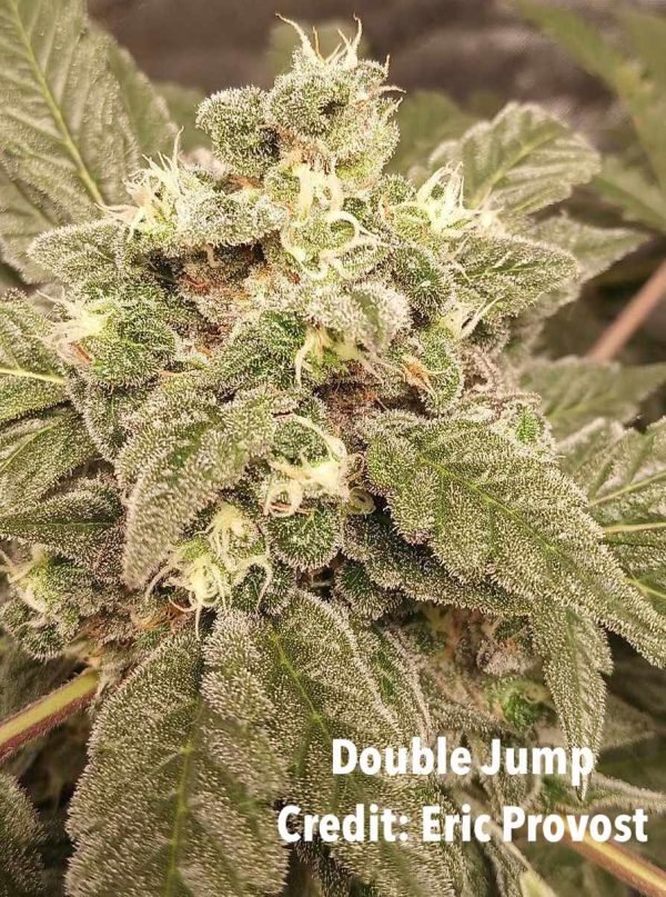 Double Jump (3-Pack) - Image 3