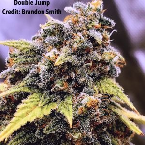 Double Jump (3-Pack)