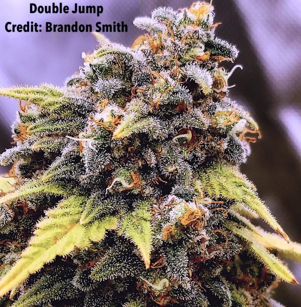 Double Jump (3-Pack)