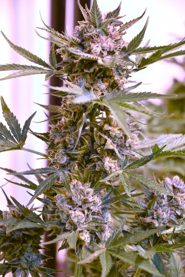 Super Chonk (3-Pack) - Image 3