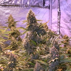 Orange Portal (3-Pack)