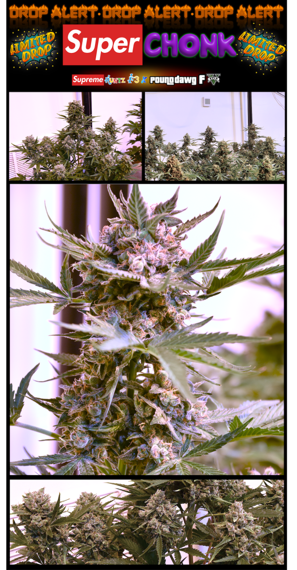 Super Chonk (3-Pack) - Image 5