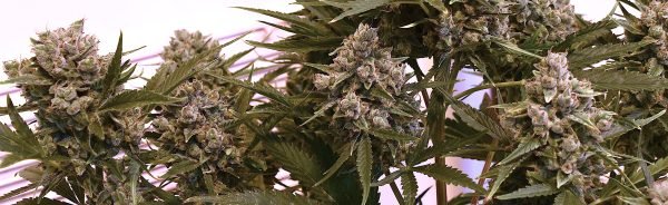 Super Chonk (3-Pack) - Image 4