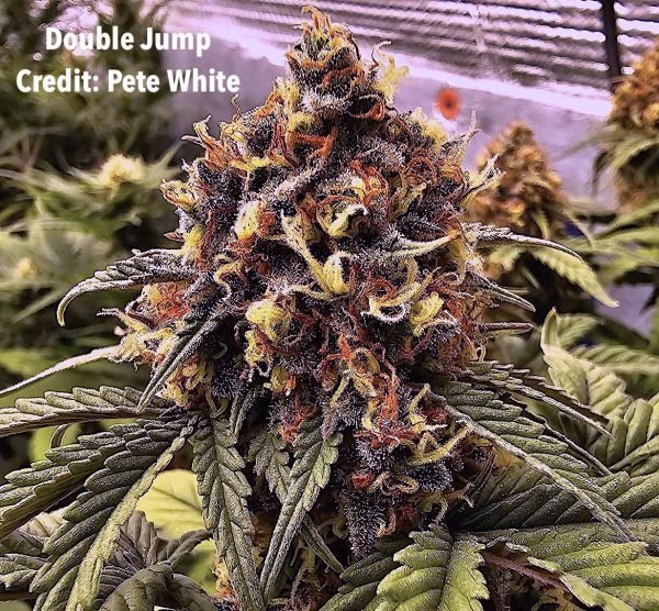 Double Jump (3-Pack) - Image 4