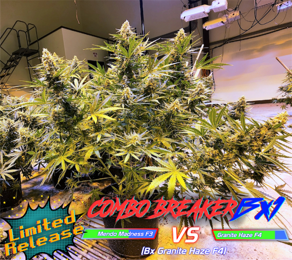 Combo Breaker (3-Pack) - Image 2