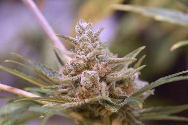 Rockslide (3-Pack) - Image 2