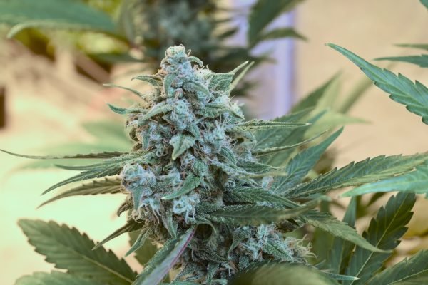 Witness Protection (3-Pack)