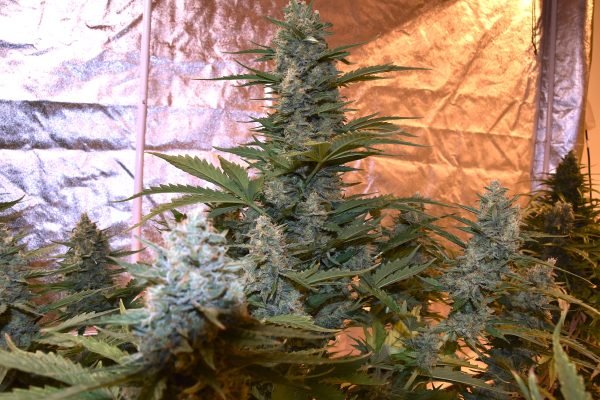 Witness Protection (3-Pack) - Image 3