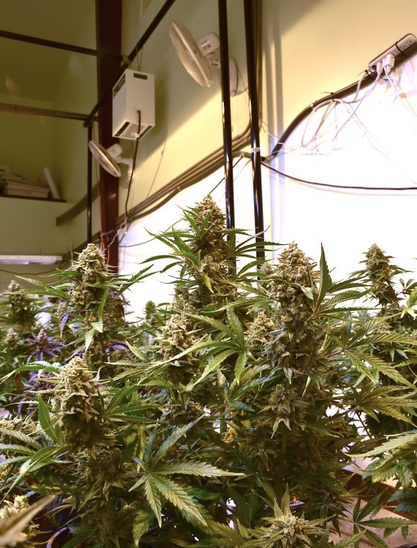 Haze Beast (3-Pack) - Image 4