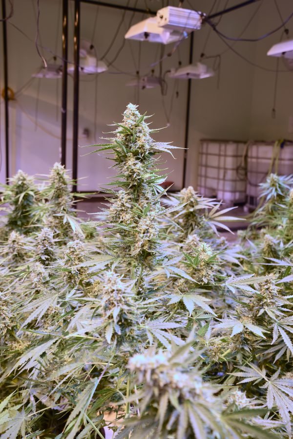 Easter Egg (3-Pack) - Image 4