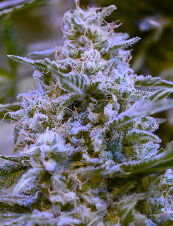 Easter Egg (3-Pack) - Image 2