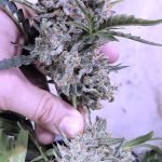 Frosted Cherry'Os F3 (3-Pack)