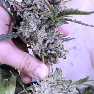 Frosted Cherry'Os F3 (3-Pack)