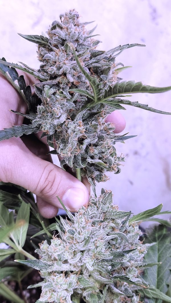 Frosted Cherry'Os F3 (3-Pack)