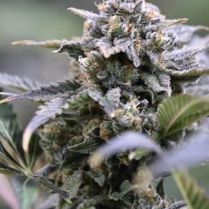 Granite Haze F6 (3-Pack)