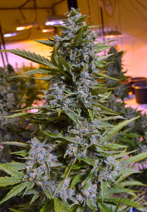 MULTI-SOURCE Terp Sneeze - Image 2