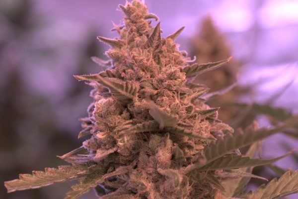 Terp Sneeze (3-Pack) - Image 3